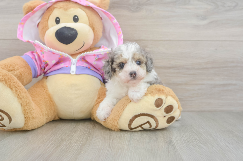 7 week old Poodle Puppy For Sale - Simply Southern Pups