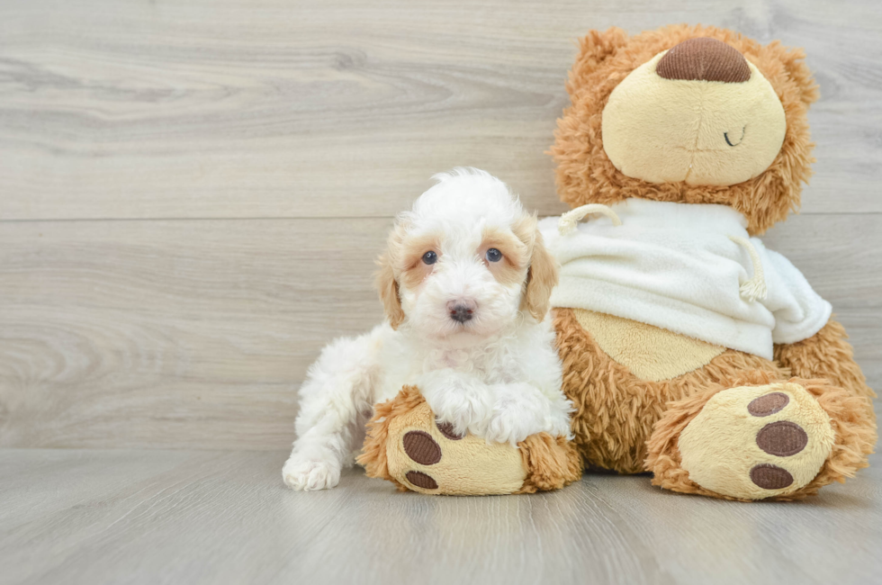 7 week old Poodle Puppy For Sale - Simply Southern Pups