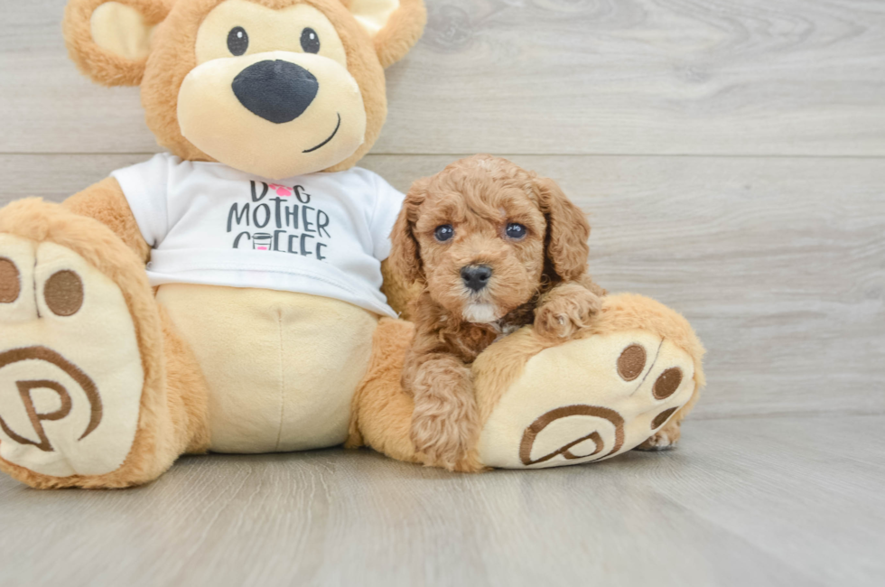 6 week old Poodle Puppy For Sale - Simply Southern Pups