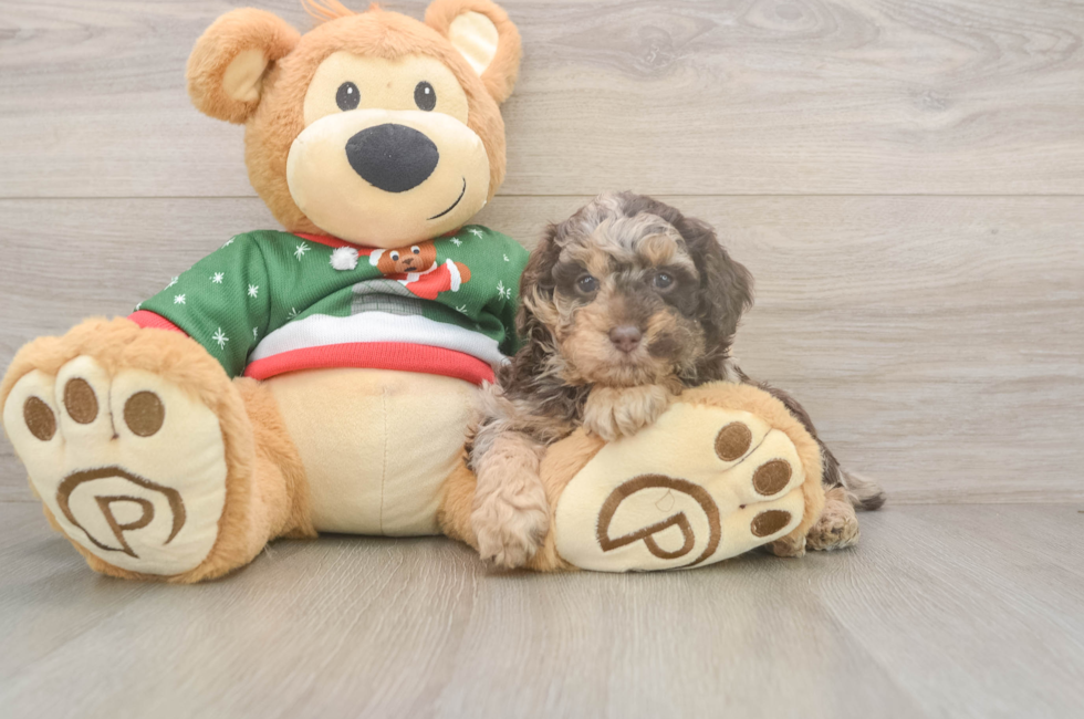 5 week old Poodle Puppy For Sale - Simply Southern Pups