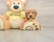 6 week old Poodle Puppy For Sale - Simply Southern Pups