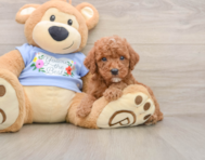 8 week old Poodle Puppy For Sale - Simply Southern Pups