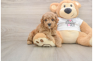 Poodle Puppy for Adoption
