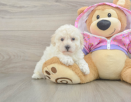 7 week old Poodle Puppy For Sale - Simply Southern Pups