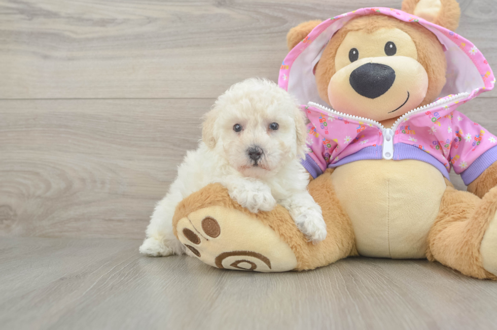 7 week old Poodle Puppy For Sale - Simply Southern Pups