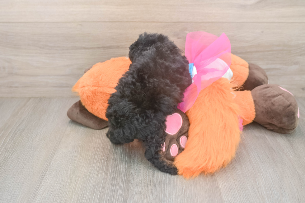 Best Poodle Baby