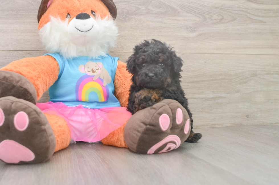 5 week old Poodle Puppy For Sale - Simply Southern Pups