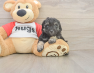 7 week old Poodle Puppy For Sale - Simply Southern Pups