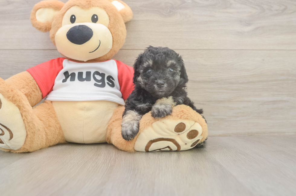 5 week old Poodle Puppy For Sale - Simply Southern Pups