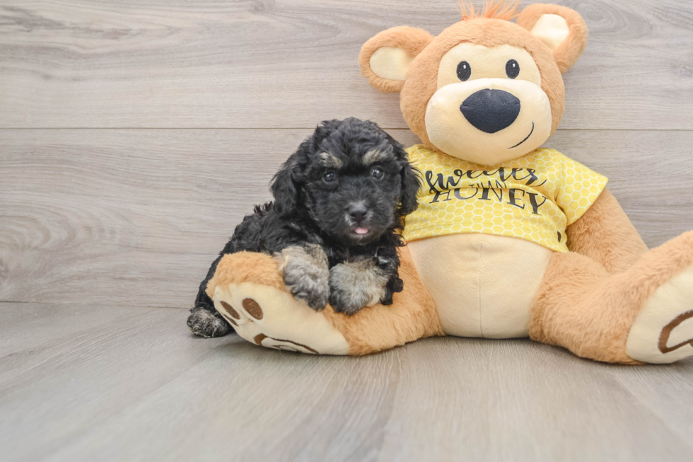 Poodle Pup Being Cute