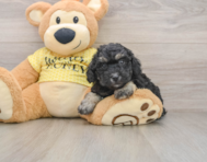 7 week old Poodle Puppy For Sale - Simply Southern Pups
