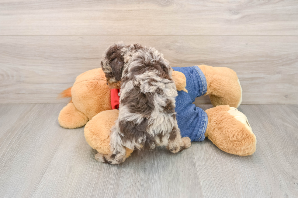 Poodle Puppy for Adoption