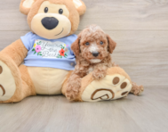 8 week old Poodle Puppy For Sale - Simply Southern Pups