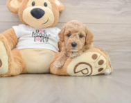 7 week old Poodle Puppy For Sale - Simply Southern Pups