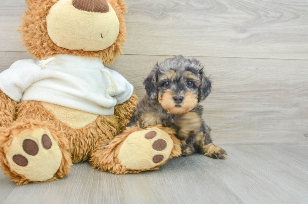 7 week old Poodle Puppy For Sale - Simply Southern Pups