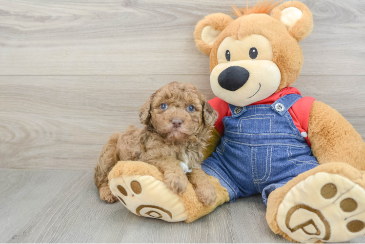 Little Poodle Baby