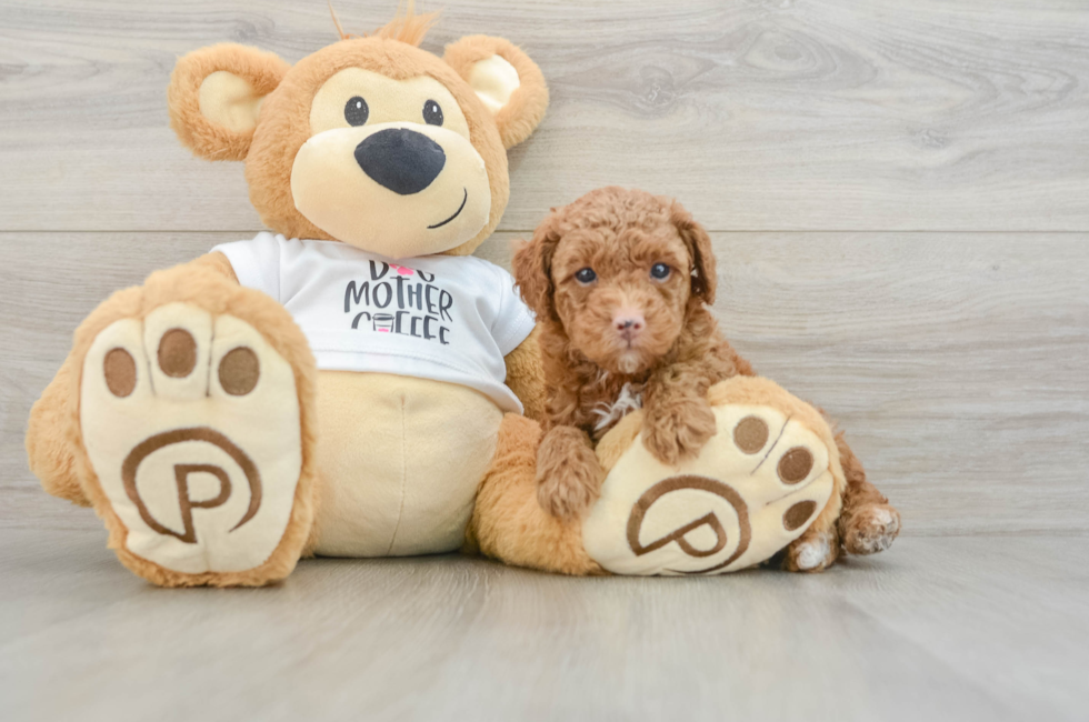 6 week old Poodle Puppy For Sale - Simply Southern Pups