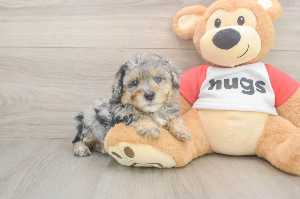 5 week old Poodle Puppy For Sale - Simply Southern Pups