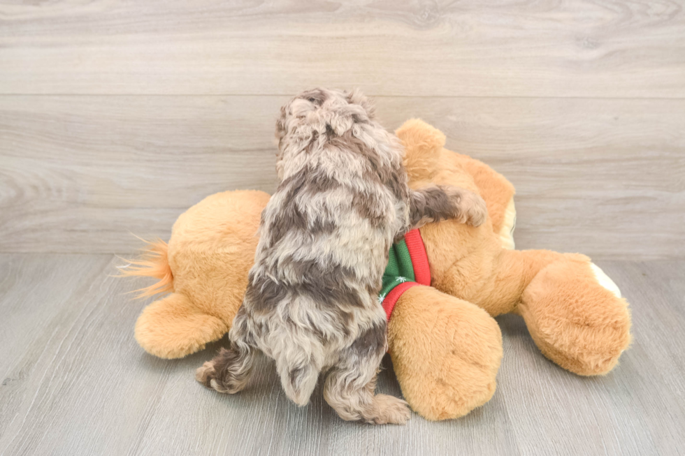 Funny Poodle Purebred Pup