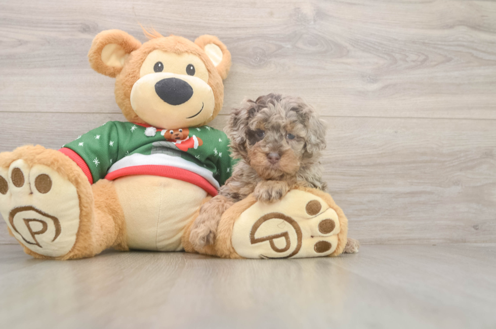 5 week old Poodle Puppy For Sale - Simply Southern Pups