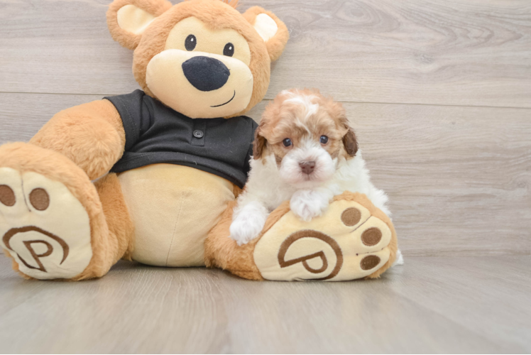 Poodle Pup Being Cute