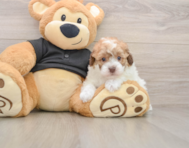 7 week old Poodle Puppy For Sale - Simply Southern Pups