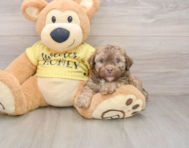 7 week old Poodle Puppy For Sale - Simply Southern Pups
