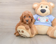 8 week old Poodle Puppy For Sale - Simply Southern Pups
