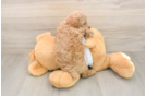 Poodle Puppy for Adoption