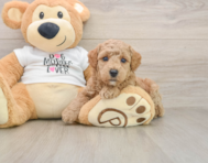 7 week old Poodle Puppy For Sale - Simply Southern Pups