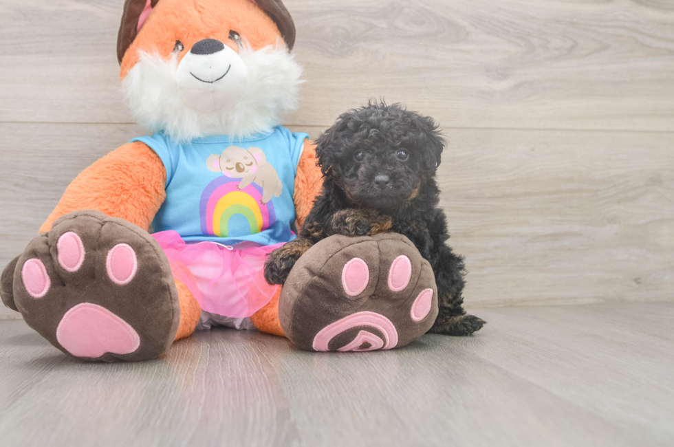 5 week old Poodle Puppy For Sale - Simply Southern Pups