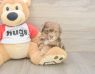 7 week old Poodle Puppy For Sale - Simply Southern Pups