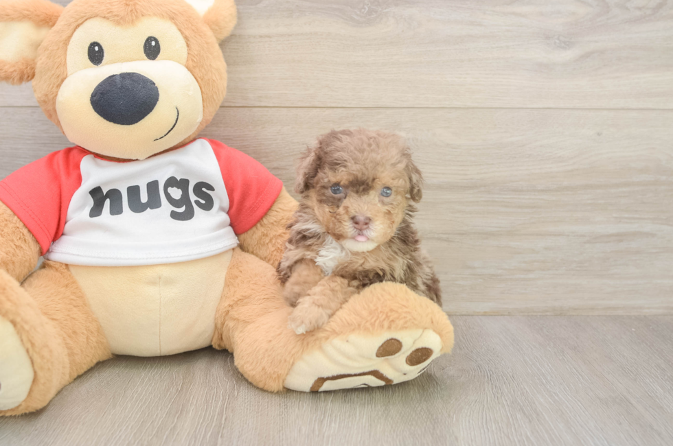 5 week old Poodle Puppy For Sale - Simply Southern Pups