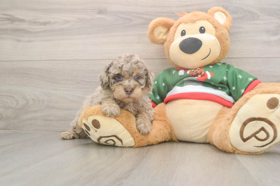 Poodle Puppy for Adoption