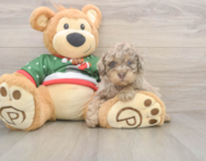 8 week old Poodle Puppy For Sale - Simply Southern Pups