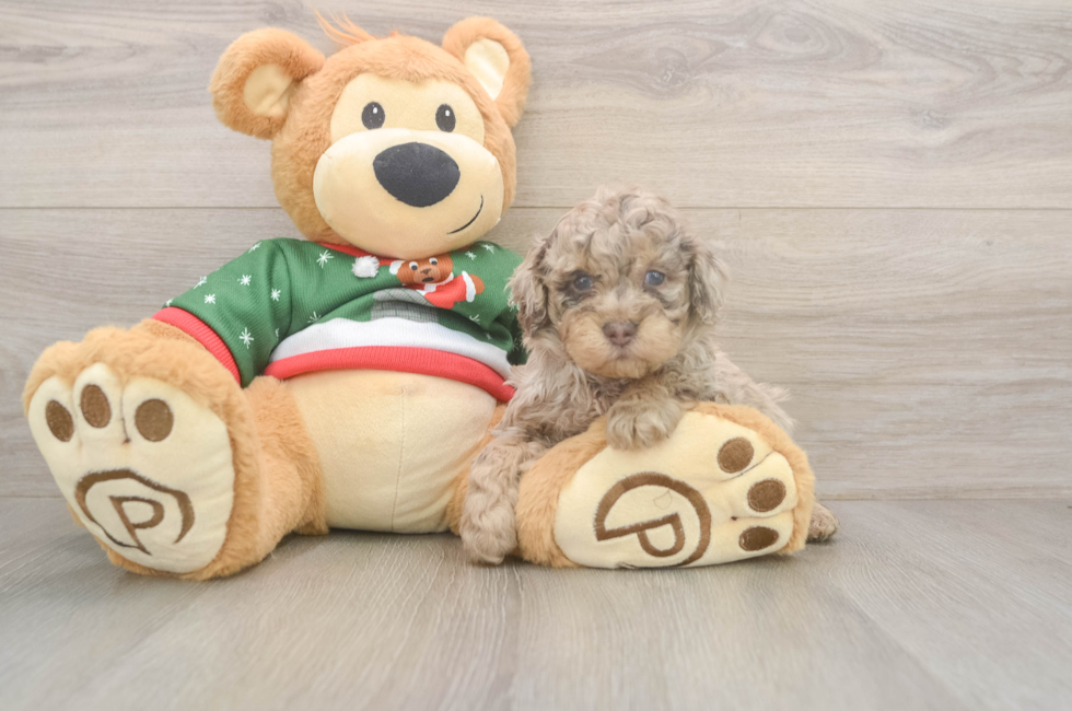 5 week old Poodle Puppy For Sale - Simply Southern Pups