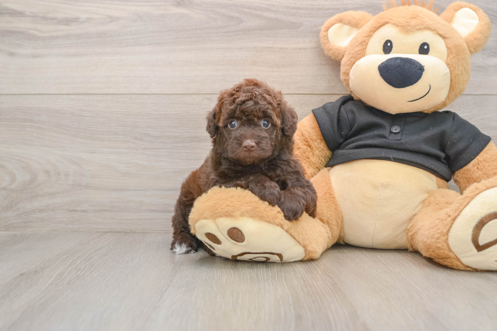 Energetic Pudle Purebred Puppy