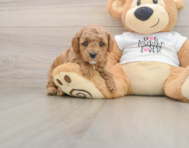 7 week old Poodle Puppy For Sale - Simply Southern Pups