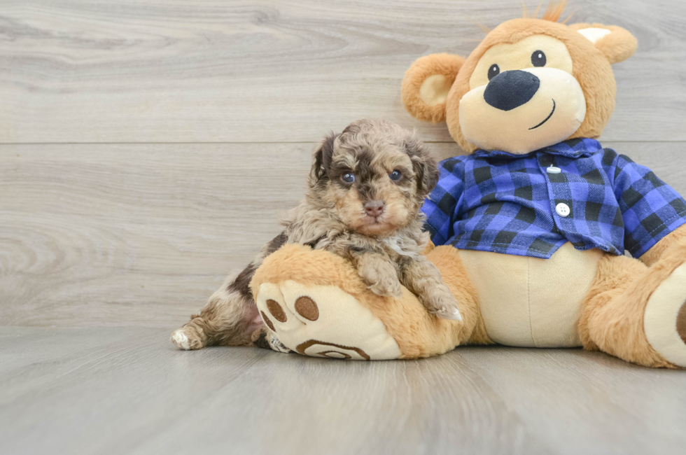 5 week old Poodle Puppy For Sale - Simply Southern Pups