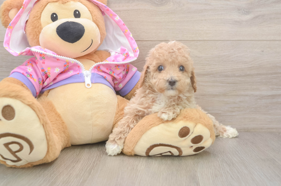 6 week old Poodle Puppy For Sale - Simply Southern Pups