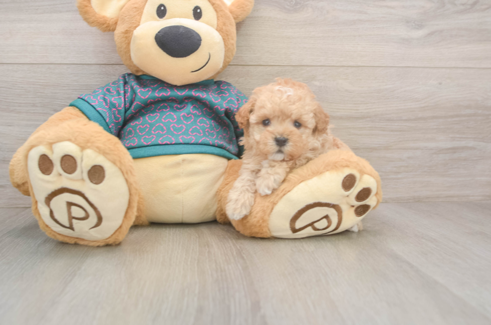 5 week old Poodle Puppy For Sale - Simply Southern Pups