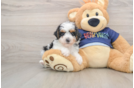 Smart Toy Poodle Purebred Puppy
