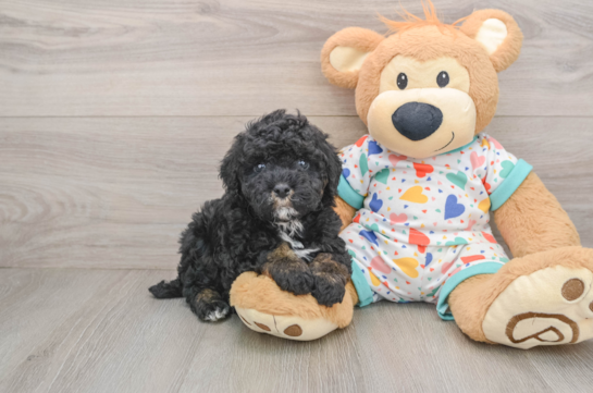 Fluffy Pooodle Purebred Puppy