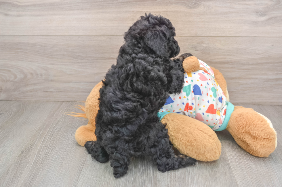 Poodle Puppy for Adoption