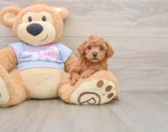 6 week old Poodle Puppy For Sale - Simply Southern Pups