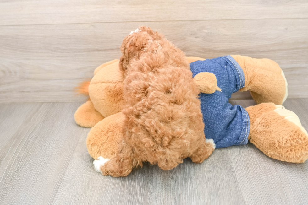 Hypoallergenic Poodle Baby