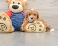 6 week old Poodle Puppy For Sale - Simply Southern Pups