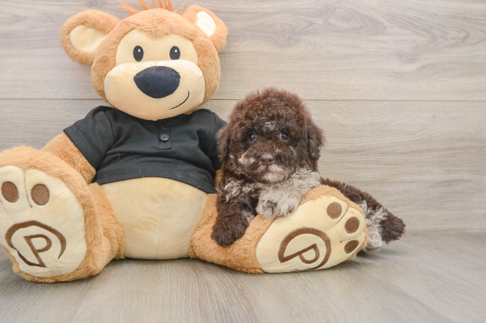 Best Poodle Baby