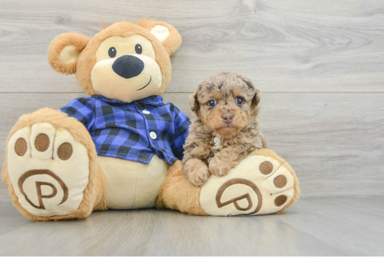 Friendly Poodle Baby