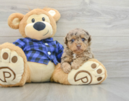 7 week old Poodle Puppy For Sale - Simply Southern Pups